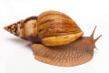 Lissachatina albopicta typ 2a adult, 12cm
